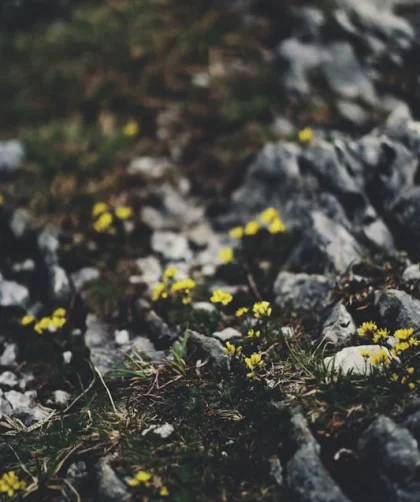 Keindahan Batu Alam Kuning: Pilihan Tepat untuk Desain Interior dan Eksterior