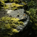 Menciptakan Taman Indah dengan Stepping Batu Alam: Panduan Lengkap