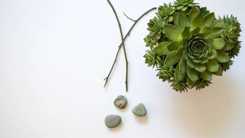 Keindahan Batu Alam 20x40: Solusi Elegan untuk Desain Interior dan Eksterior