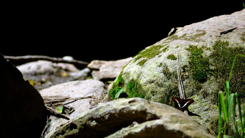 Keindahan Batu Alam Acak: Pilihan Terbaik untuk Dekorasi Rumah Anda